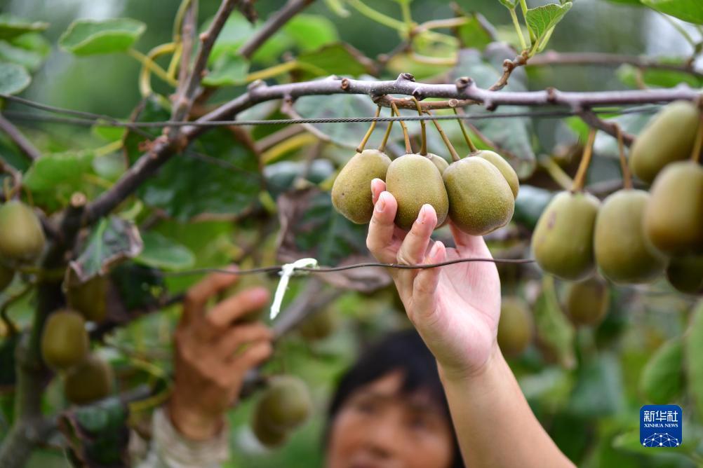 免费申请彩金